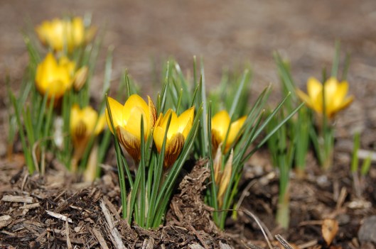 crocus bloom