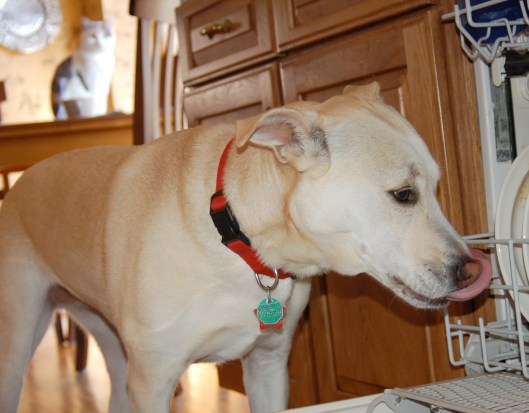 selfcleaning selfcleaning