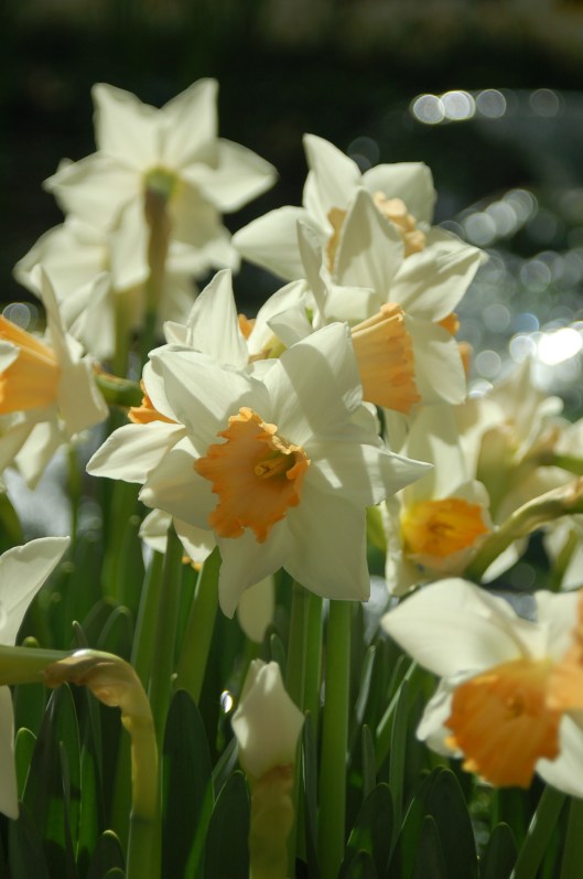 daffodils
