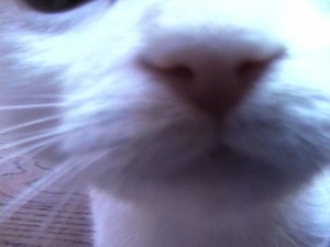 snap out of it, goofball