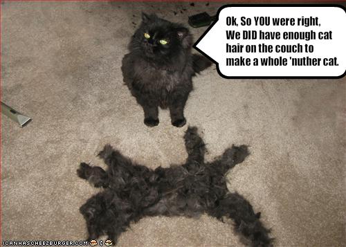 funny-pictures-cat-has-a-lot-of-extra-fur2