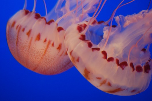 graceful jellies who came up with this design?