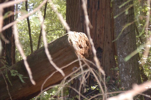smiley tree smiley tree