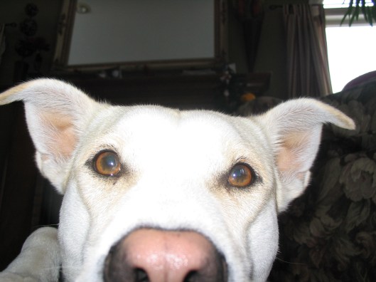 insert maniacal wagging here