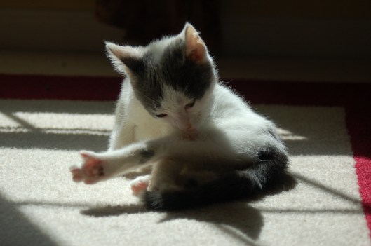 whoa up on the stiches, big fella