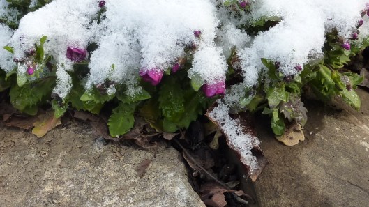 sorry about the coats